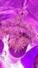 thumbnail_20171212_1011043.jpg