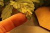 leaf1.jpg
