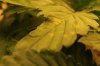 leaf2.jpg