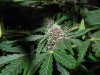 Mossys seeds 049.jpg