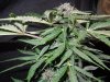 Mossys seeds 047.jpg