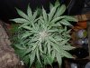 Mossys seeds 050.jpg