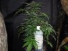 Mossys seeds 046.jpg