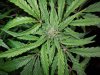 Mossys seeds 042.jpg