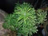 Mossys seeds 041.jpg