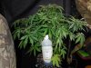 Mossys seeds 040.jpg