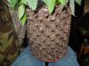 Mossys seeds 001.jpg