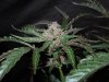 Mossys seeds 032.jpg