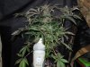 Mossys seeds 028.jpg