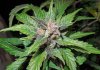 Mossys seeds 021.jpg