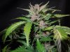 Mossys seeds 018.jpg