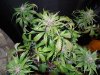 Mossys seeds 017.jpg