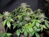 Mossys seeds 016.jpg