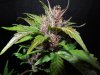 Mossys seeds 009.jpg