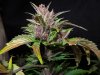 Mossys seeds 007.jpg