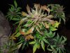 Mossys seeds 006.jpg