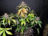 Mossys seeds 004.jpg