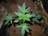 Mossys seeds 005.jpg