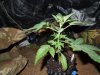 Mossys seeds 006.jpg