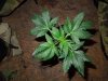 Mossys seeds 008.jpg