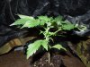 Mossys seeds 010.jpg