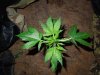 Mossys seeds 011.jpg