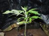 Mossys seeds 012.jpg
