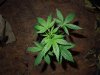 Mossys seeds 013.jpg