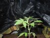 Mossys seeds 014.jpg