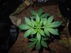 Mossys seeds 019.jpg