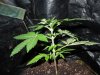 Mossys seeds 016.jpg
