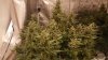 175506_1st-ever-grow-colorado-cookies-dwcdutch-passionautocolorado-cookies.jpg
