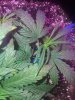 received_184686155450202.jpeg