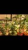IMG-20180102-WA0000.jpg