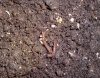 2017-11-24_no-till-reamend (6).JPG 2017-11-24_no-till-reamend (6).JPG