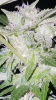 whitewidow.png