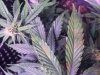B79E6326-F51E-487C-9759-7BA88DD72A17.jpeg