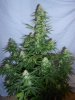 White Sirius 1 day55 (2).jpg