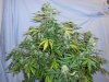 White Sirius  3 day55 (2).jpg