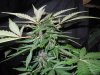 Mossys seeds 028.jpg