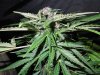 Mossys seeds 029.jpg
