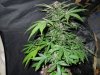 Mossys seeds 033.jpg