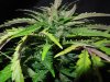 Mossys seeds 025.jpg