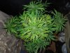 Mossys seeds 026.jpg