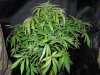 Mossys seeds 024.jpg
