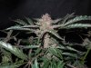 Mossys seeds 016.jpg