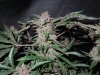 Mossys seeds 023.jpg