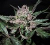 Mossys seeds 017.jpg