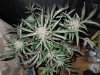 Mossys seeds 015.jpg