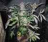 Mossys seeds 014.jpg